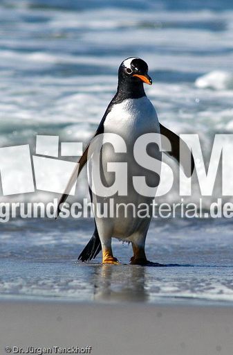 Eselspinguin (82 von 97).jpg